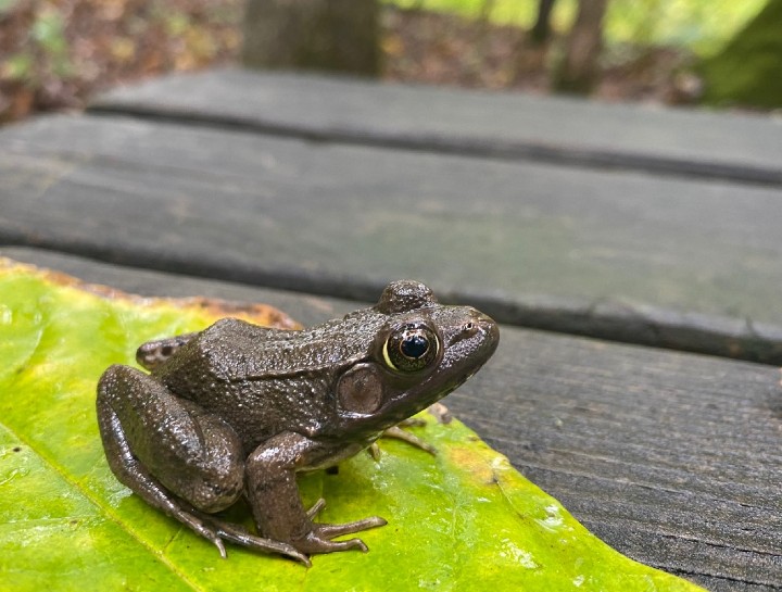 Green Frog
